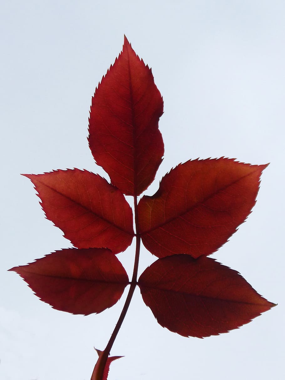 Leaves, Zarza, Backlight, red, blackberry, leaf, autumn, change HD wallpaper