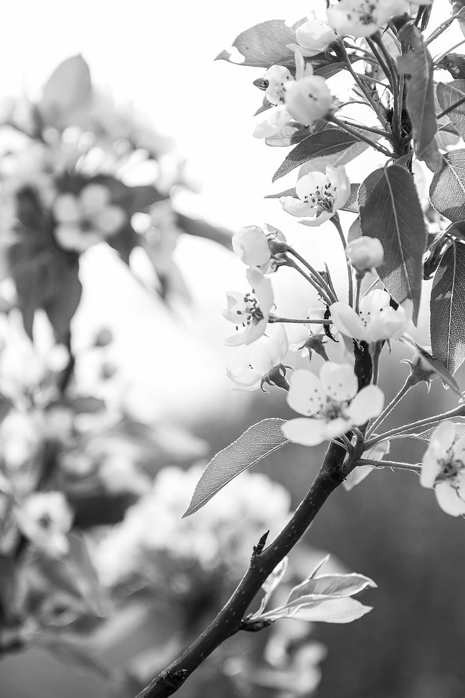 Apple Tree, Blossom, Bloom, apple tree blossom, spring, apple blossom HD wallpaper