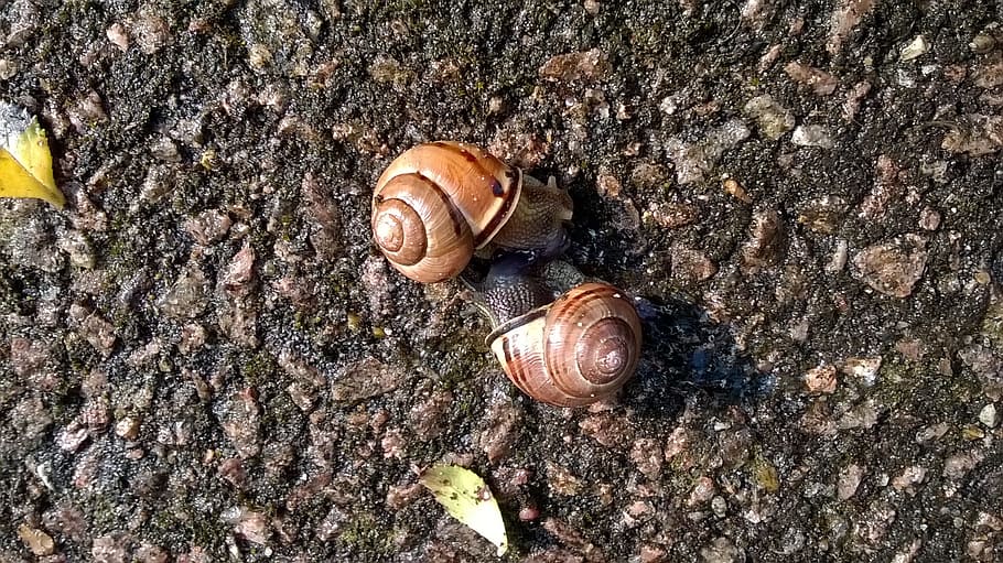 Snails, Animals, Mating, Love, Spring, nature, animal themes HD wallpaper