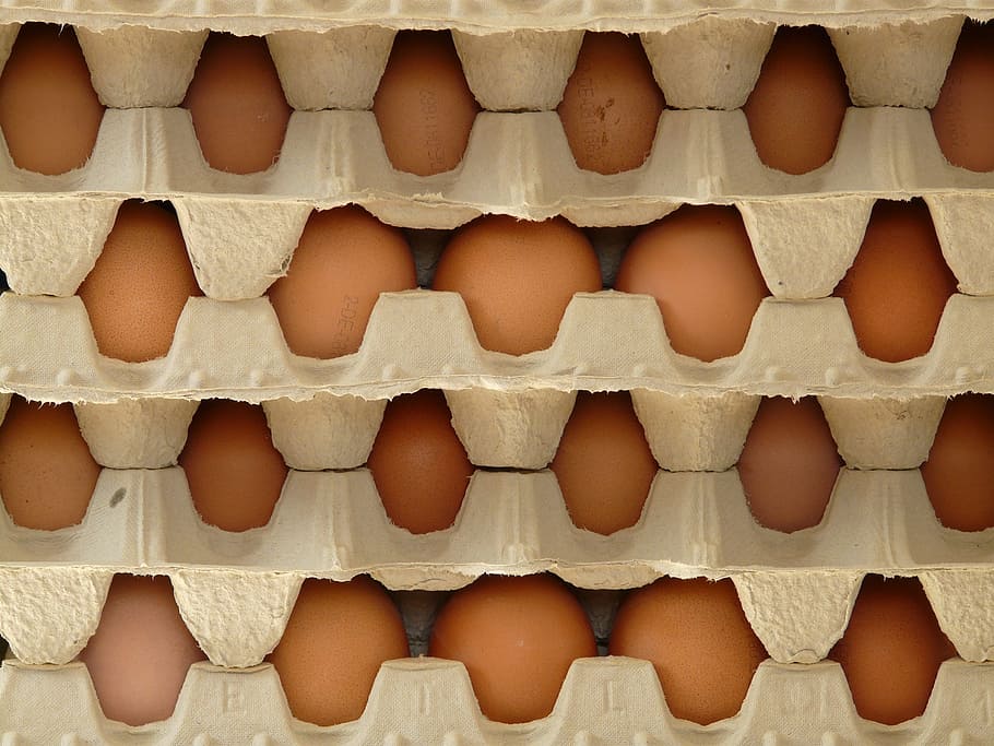 egg, egg box, food, in a row, food and drink, healthy eating HD wallpaper