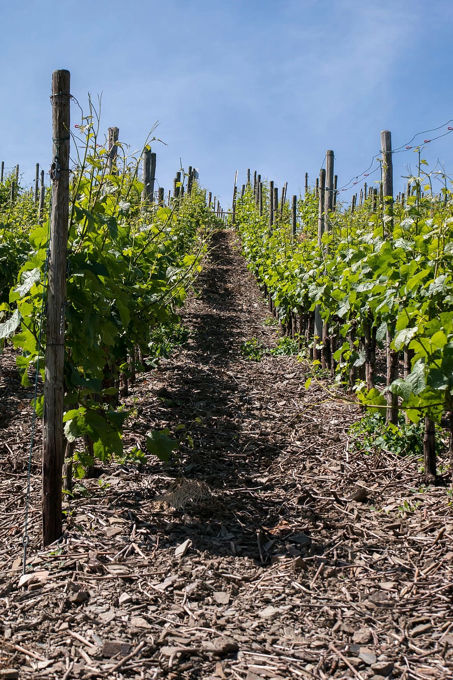 vine, wine, winegrowing, grapevine, vines, vineyard, germany HD wallpaper