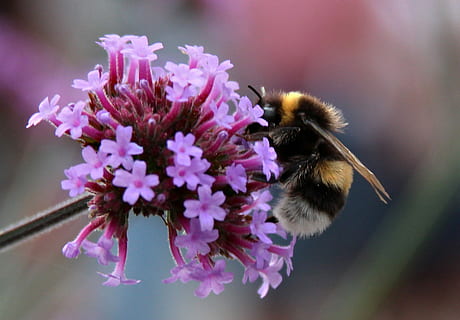 Bumblebee, Bumble Bees, Summer, Garden, purple, flowers, insect HD wallpaper