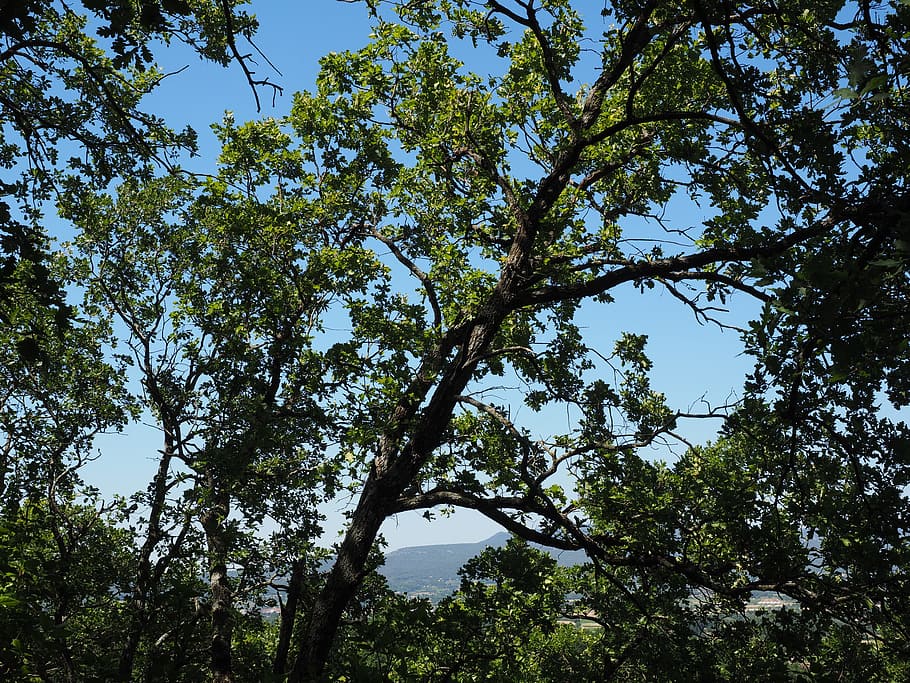 tree, oak, forest, nature, plant, sky, low angle view, beauty in nature HD wallpaper