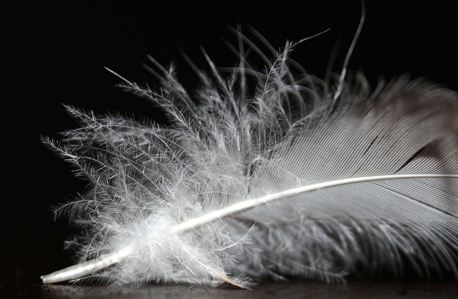 grayscale photo of feather, feather fluff, white, fluffy, soft HD wallpaper