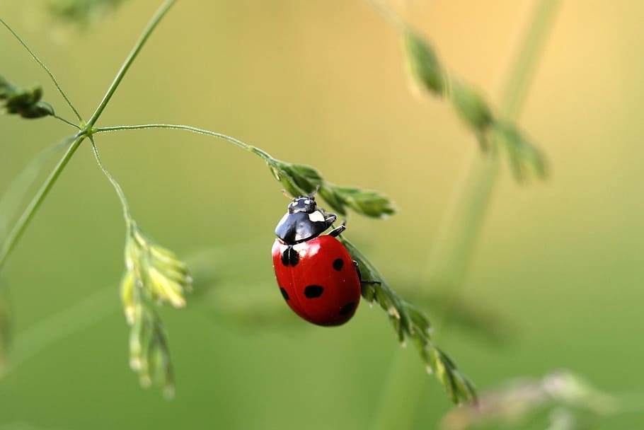 selective focus of red lady bug on green leaf plant, ladybug, HD wallpaper