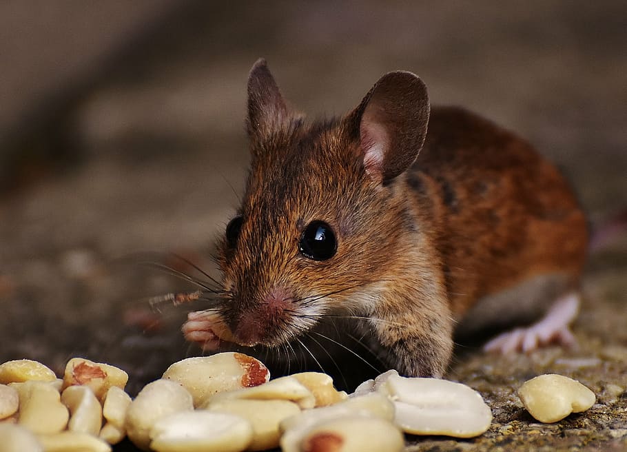 mouse, rodent, cute, mammal, nager, nature, animal, wood mouse HD wallpaper