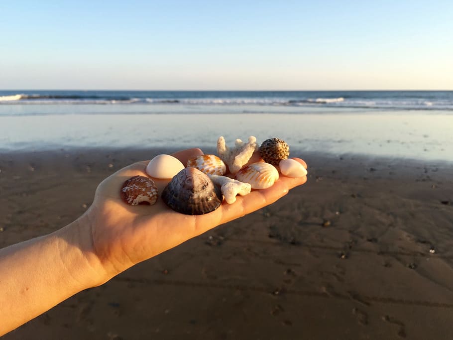 Hand, Seashells, Ocean, Sea, Sea, Water, Water, Sky, sand, beach HD wallpaper