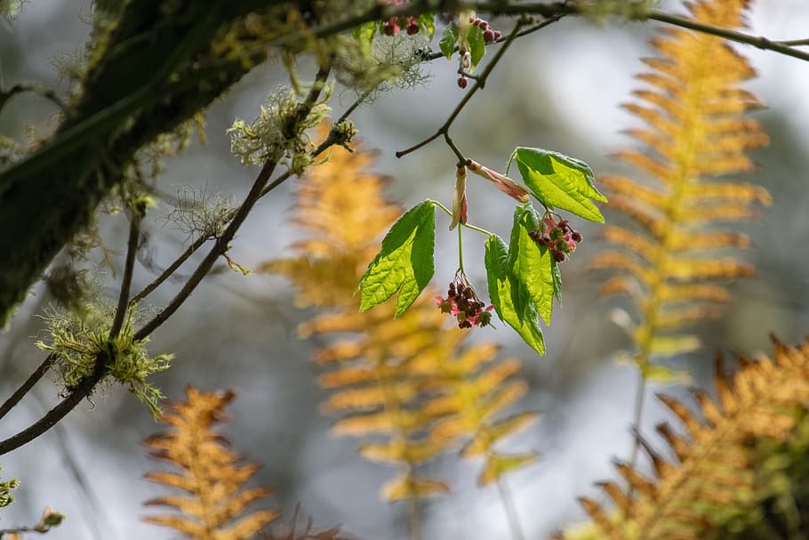 nature, tree, flora, leaf, branch, tacoma, washington state, HD wallpaper