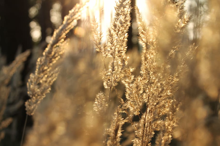 grass, back light, sun, landscape, nature, agriculture, gold Colored HD wallpaper