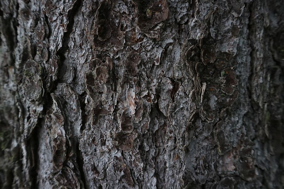 tree truk, bark, tree, dark, pinetree, pine, textured, backgrounds HD wallpaper