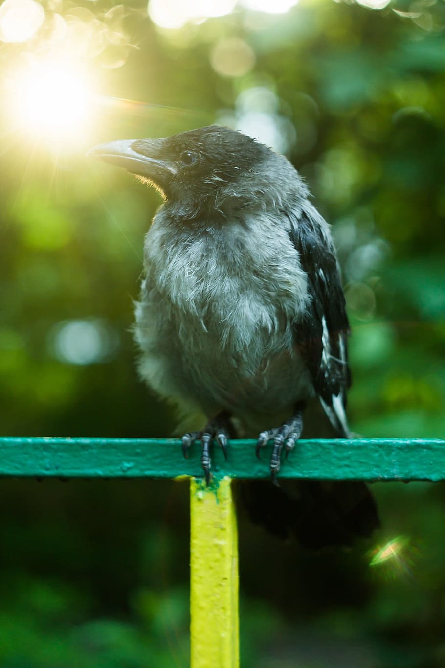 closeup photography of House Crow perching on metal rod, summer HD wallpaper