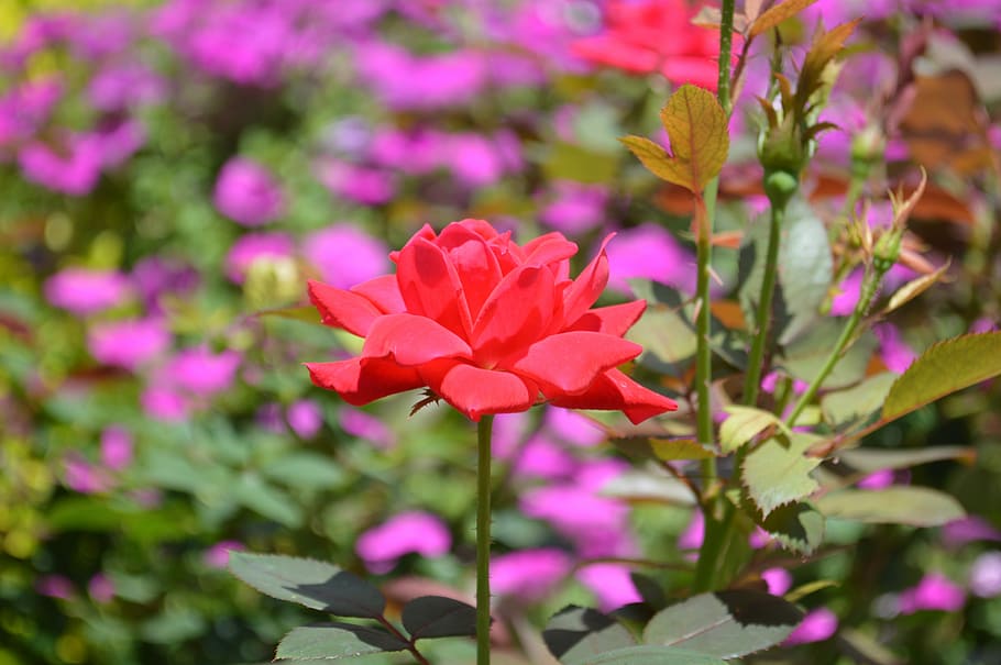 Single, Flower, Nature, rose, red, floral, petal, blossom, romance HD wallpaper