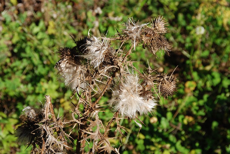 Thistle, Arid, Dry, Spiny, nature, flower, plant, growth, fragility HD wallpaper