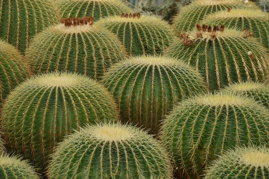 Cactus, Desert, Spines, nature, plant, botany, succulent Plant HD wallpaper