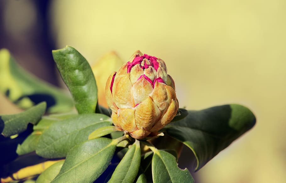 spring, bud, garden, flowers, plant, buds in bloom, rhododendron HD wallpaper
