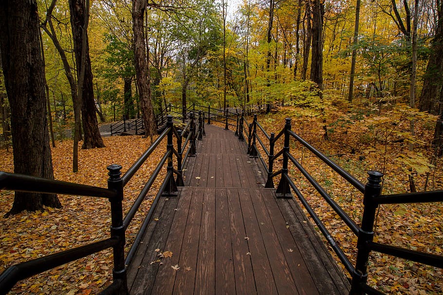 leaf, fall, autumn, blur, trees, plant, nature, forest, pathway HD wallpaper