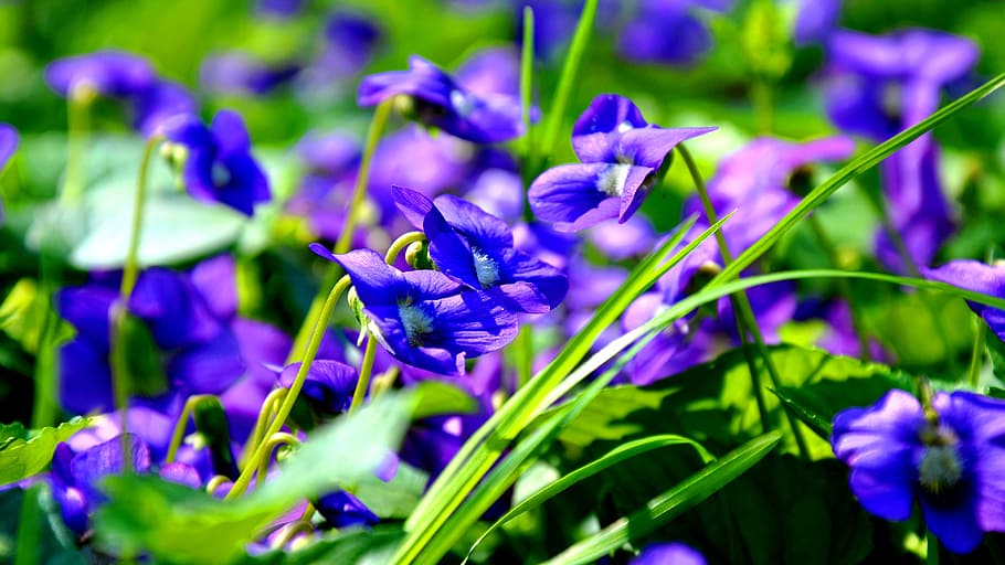 spring, violet, blue, nature, purple, flower, plant, summer HD wallpaper