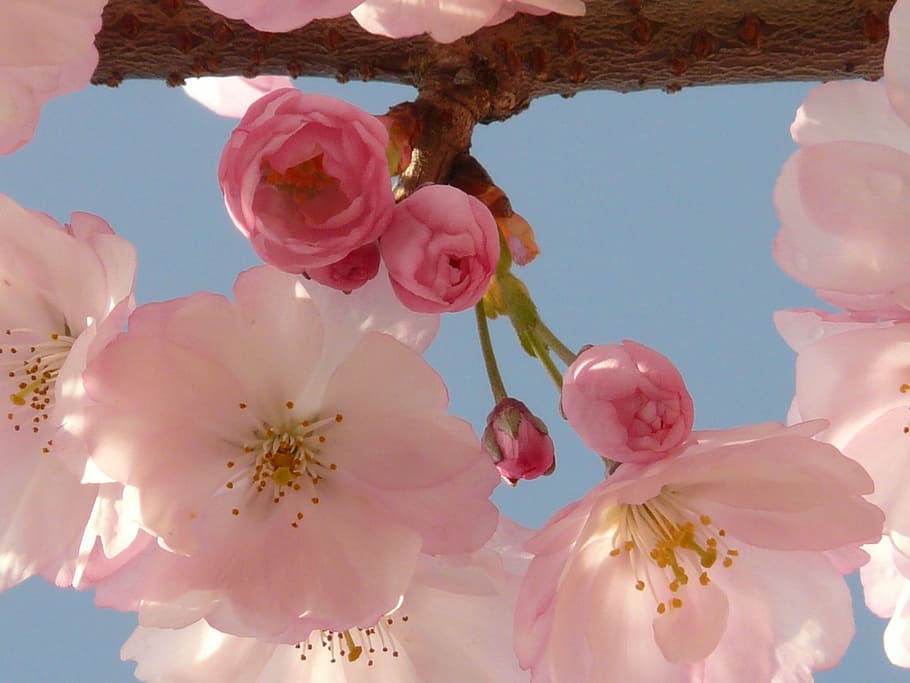 pink cherry blossoms, bloom, tree, japanese cherry, japanese flowering cherry, HD wallpaper