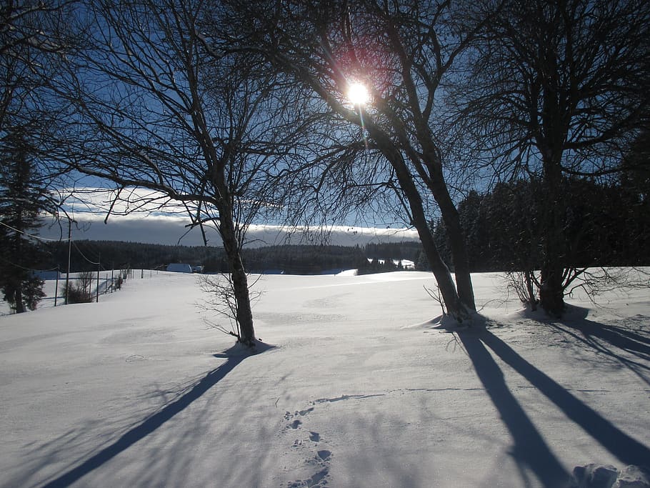 winter, shadow, sunshine, snow, tree, cold temperature, nature HD wallpaper