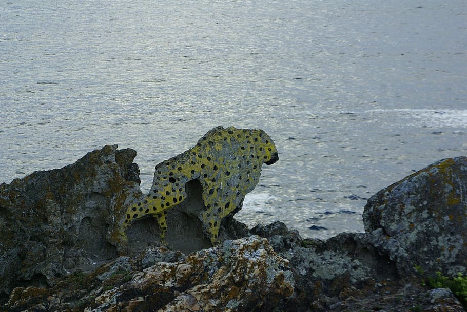 Leopard, Galicia, Sea, one animal, animals in the wild, animal wildlife HD wallpaper