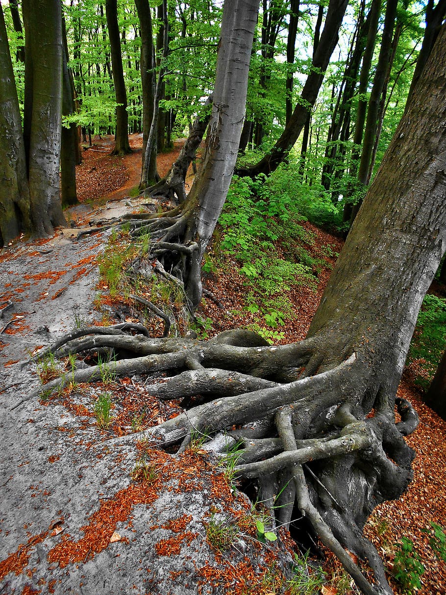 trees on ground, Roots, Forest, Path, the roots of the, the path, HD wallpaper