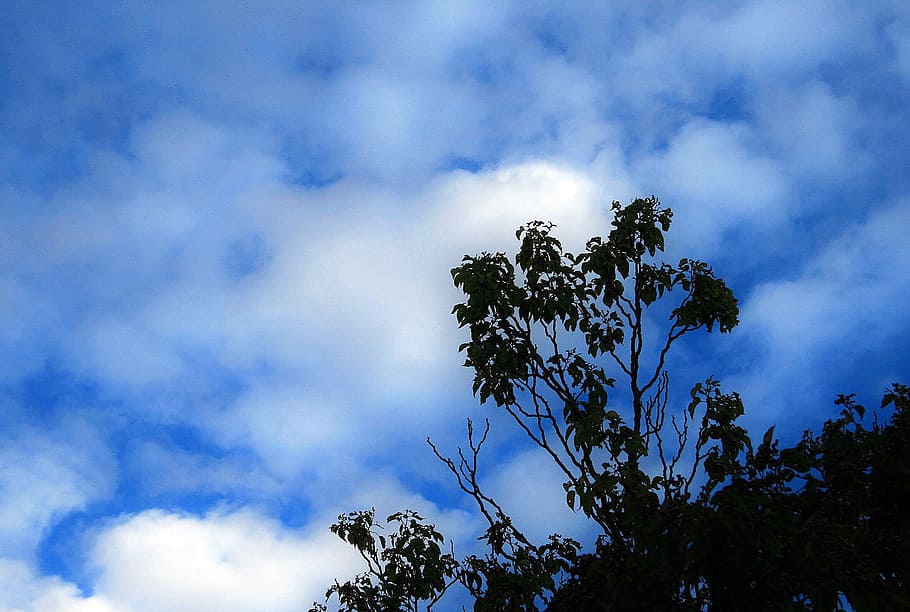tree, sky, blue, clouds, white, scattered, cloud - sky, plant HD wallpaper