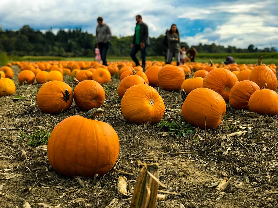squash scatter on the ground, people walking on pumpkin field HD wallpaper