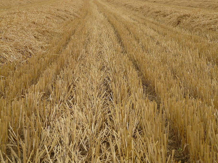 glean, stubble, harvest, cereals, stalk, halme, agriculture HD wallpaper