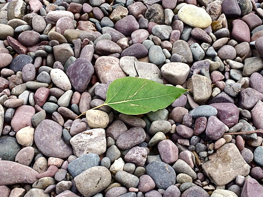 Leaf, Rocks, Beach, Pebbles, Stones, green color, full frame HD wallpaper