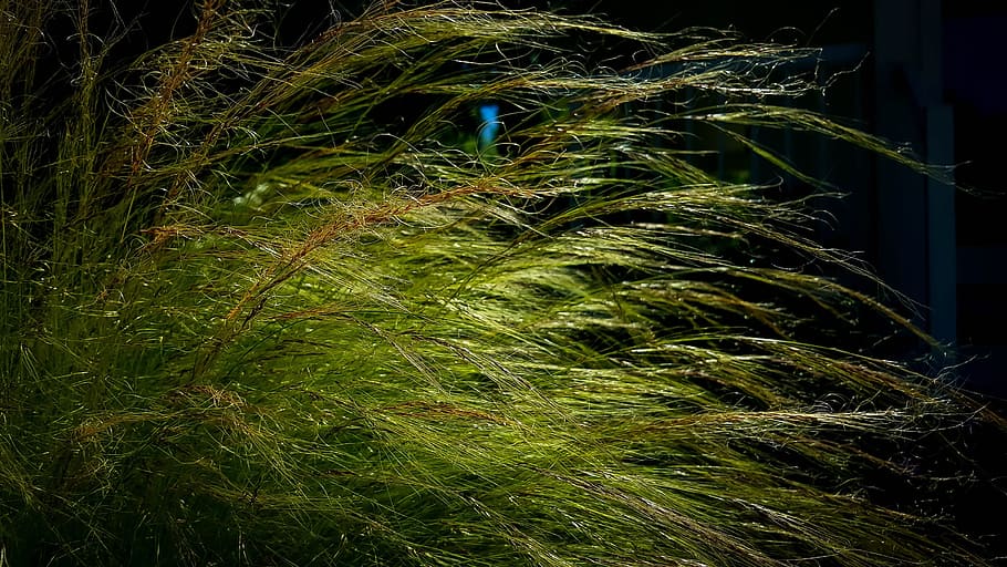 grass, summer, wispy, breeze, nature, growth, green, wind, environment HD wallpaper
