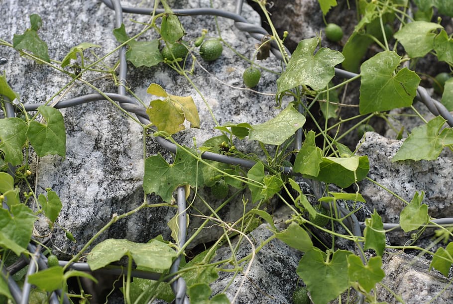Nature, Plants, Stone, Fruit, green, small, leaf, green color HD wallpaper