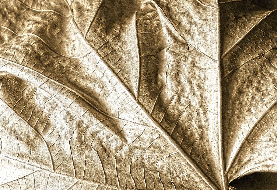 leaf, dry, nature, autumn, shadow, backgrounds, pattern, full frame HD wallpaper