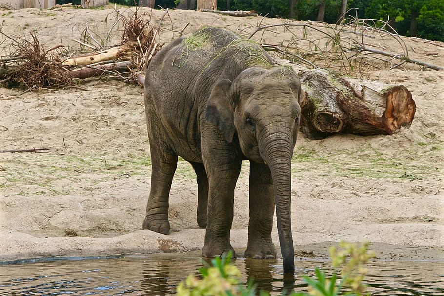 planckendael, elephant, drink, animal themes, animal wildlife HD wallpaper