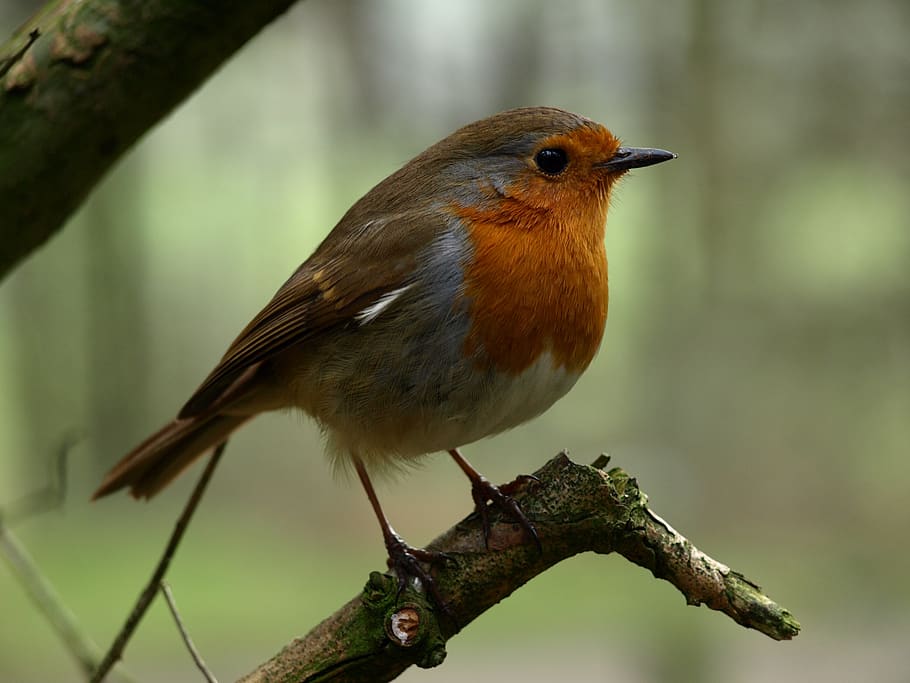 robin, bird, nature, songbird, animal, spring, nest, garden, HD wallpaper