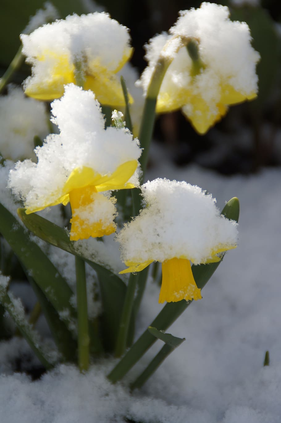 osterglocken, daffodils, snowy, winter blast, april, yellow, HD wallpaper