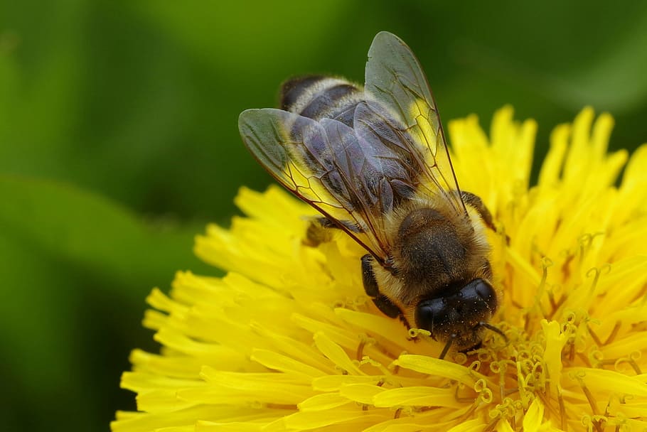 bee perching on yellow cluster flower in close-up photography HD wallpaper
