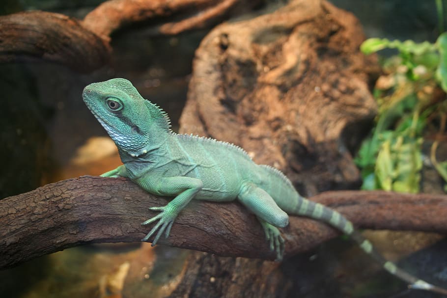 lizard, reptile, bearded dragon, animal themes, one animal HD wallpaper
