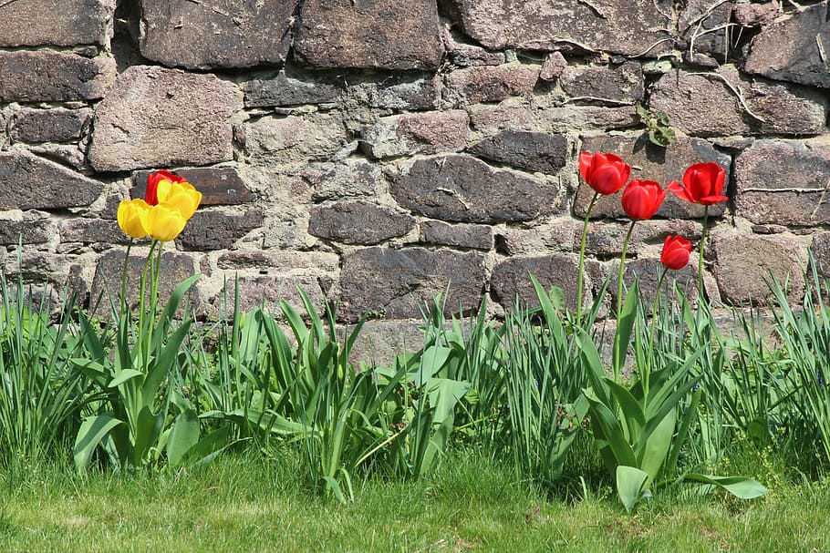 nature, tulips, wall, easter, monastery, petersberg, spring HD wallpaper