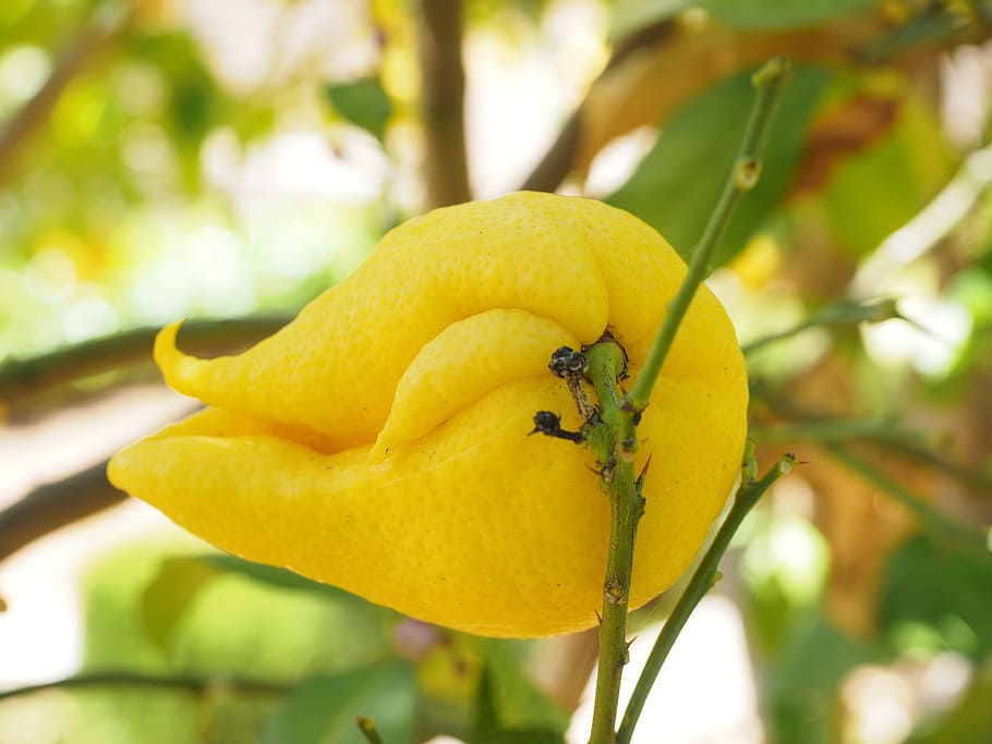 lemon, limone, lemon tree, citrus × limon, fruit, tropical fruit HD wallpaper