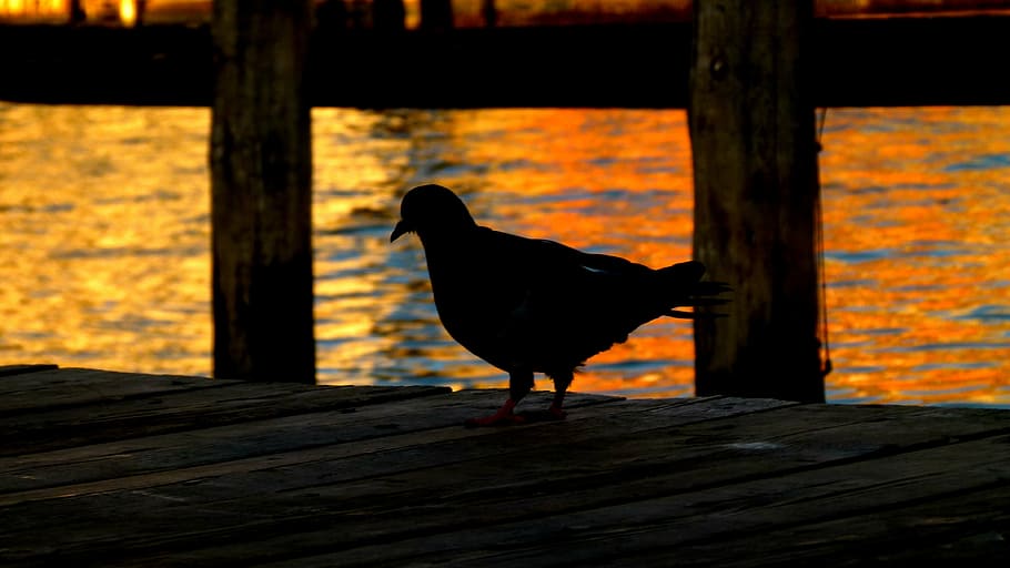 pigeon, bird, sunset, animal themes, one animal, wood - material HD wallpaper