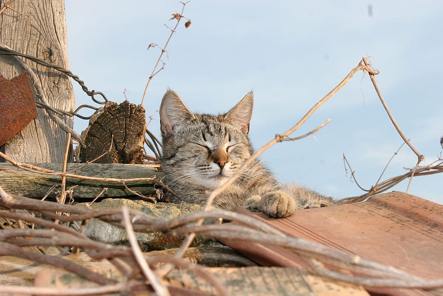 cat, roof, shingle, animal themes, mammal, pets, feline, domestic cat HD wallpaper