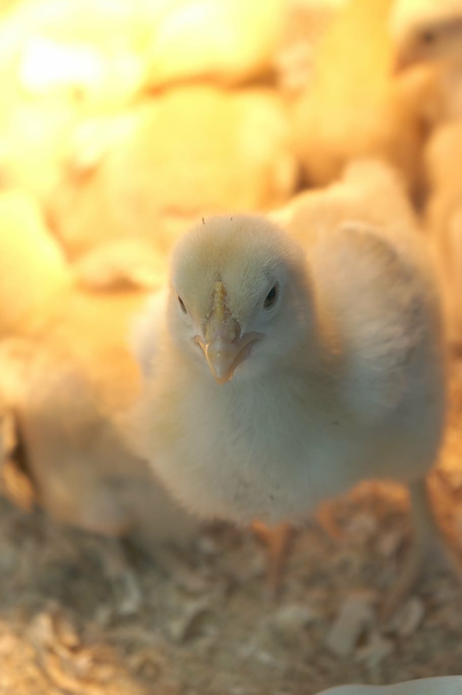 chick, animal, chicken, animal themes, vertebrate, bird, one animal HD wallpaper