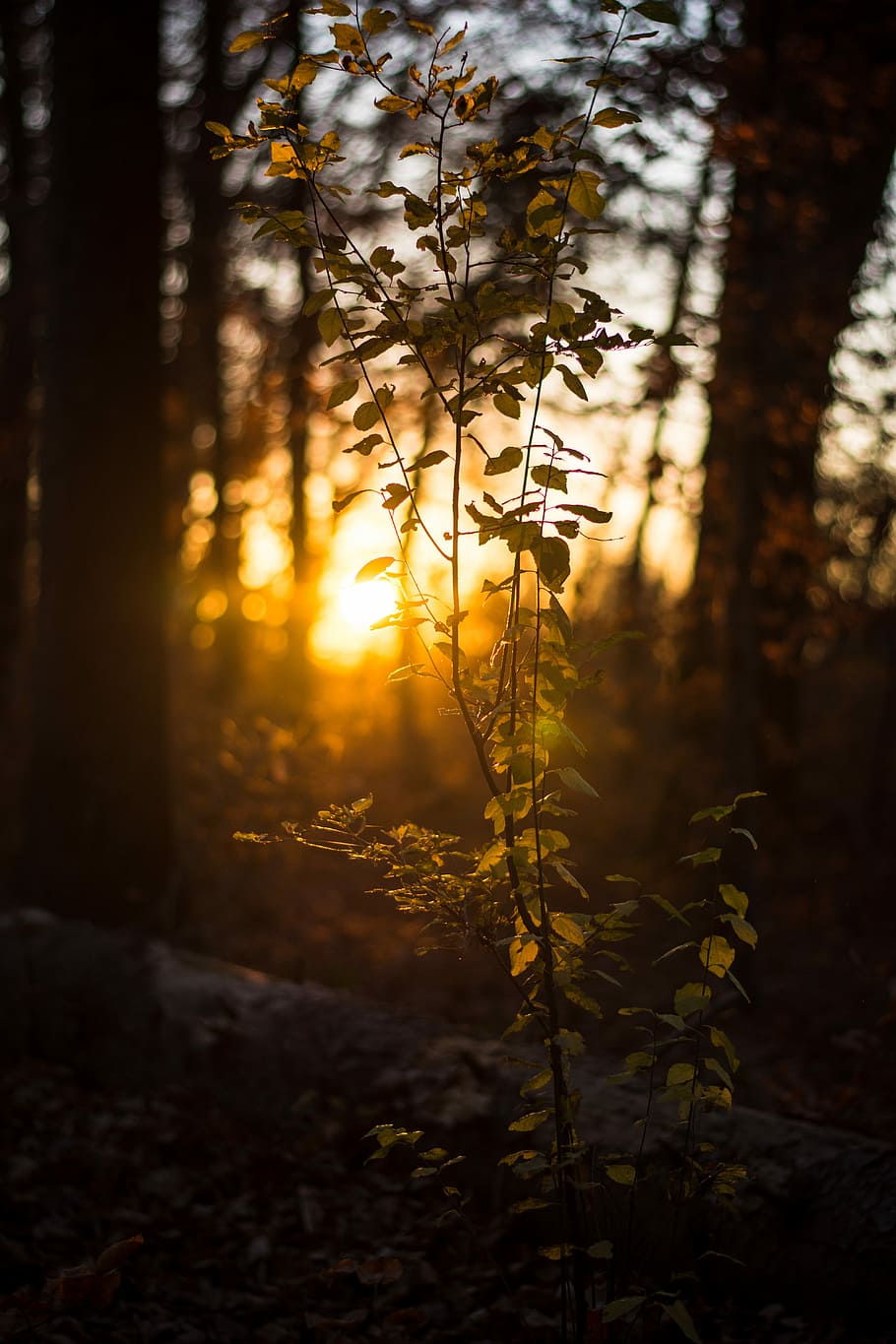 landscape photography of plant, selective focus photography of green leafed plant during golden hour HD wallpaper