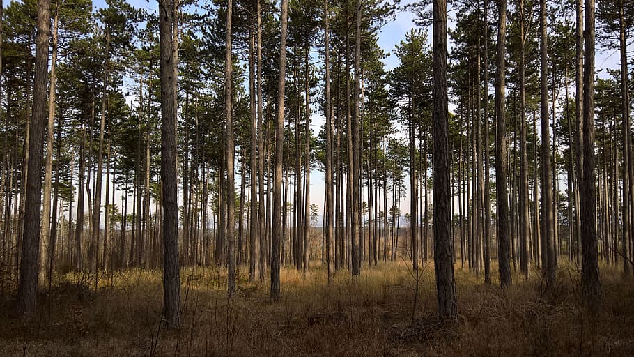 Forest, Spring, Mood, Sunny, Tree Trunks, trees, nature, woodland HD wallpaper