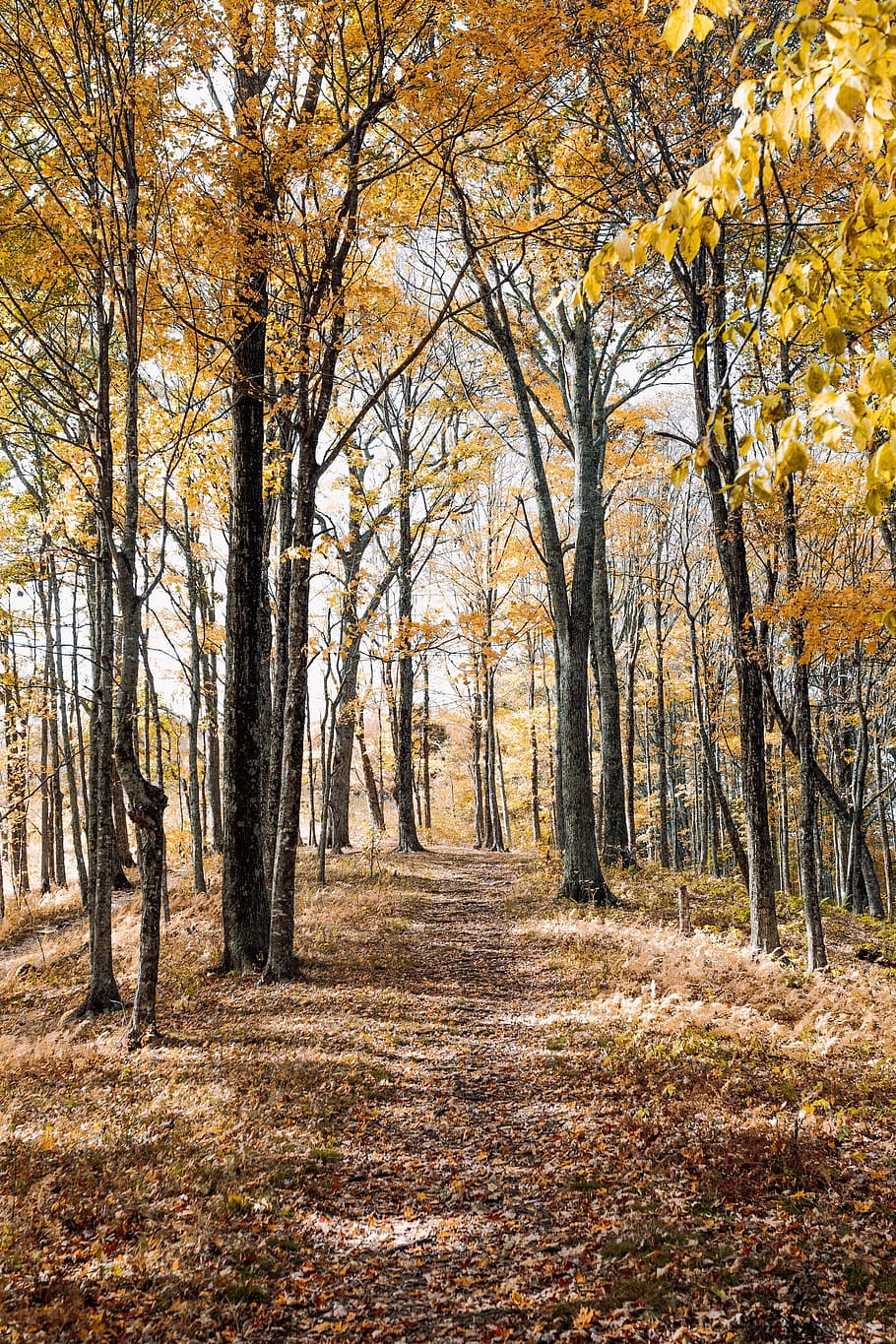 path, trees, plant, nature, forest, autumn, fall, sunny, day HD wallpaper