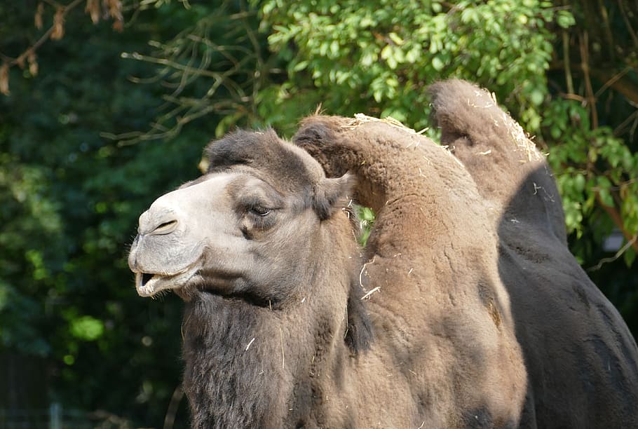 What Extent of Raising the Hijab Is Considered to Be like the Hump of a  Camel?
