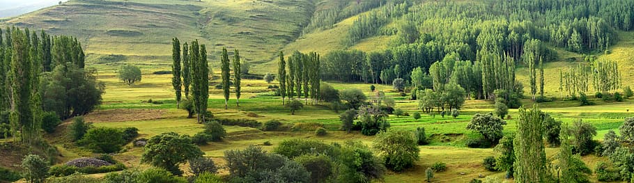 green leaf grass field with green leaf trees, turkey, nature