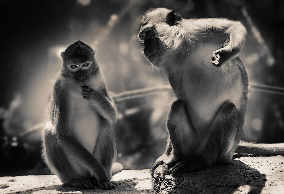 grayscale photography of two monkey, mountain monkey, animal HD wallpaper