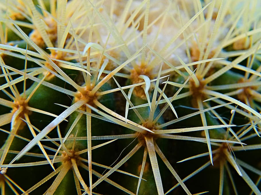 Cactus, Plant, Thorns, Spiny, Flora, floral, prickly, sharp HD wallpaper