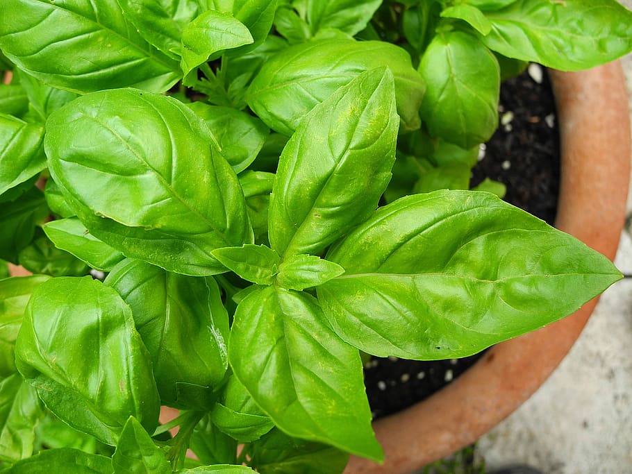 green leaves in pot, basil, herb, spice, foliage, plant, flavor HD wallpaper
